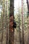 Pine tree with destroyed bark. Pine forest.