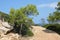 Pine Tree on Dragon Island, Majorca, Spain, Europe