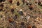 Pine tree dry cones on the ground in the coniferous forest