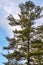 Pine Tree is Evergreen Against a Cloudy Blue Sky