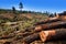 Pine tree felled for timber industry in Tenerife