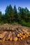 Pine tree felled for timber industry in Tenerife