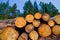 Pine tree felled for timber industry in Tenerife