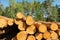 Pine tree felling in the forest, stacked trunks of cut trees. Uncontrolled deforestation