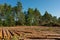 Pine tree felling in the forest, stacked trunks of cut trees. Uncontrolled deforestation