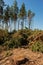 Pine tree felling in the forest, stacked trunks of cut trees. Uncontrolled deforestation