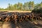 Pine tree felling in the forest, stacked trunks of cut trees. Uncontrolled deforestation