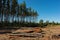 Pine tree felling in the forest, stacked trunks of cut trees. Uncontrolled deforestation