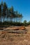 Pine tree felling in the forest, stacked trunks of cut trees. Uncontrolled deforestation