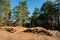 Pine tree felling in the forest, stacked trunks of cut trees. Uncontrolled deforestation