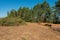 Pine tree felling in the forest, stacked trunks of cut trees. Uncontrolled deforestation