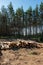 Pine tree felling in the forest, stacked trunks of cut trees. Uncontrolled deforestation