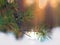 Pine Tree Fir Branch In The Winter Forest. Colorful Blurred Warm Christmas Lights In Background. Decoration, Design Concept