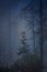 Pine tree in fog. Mystic forest in fog. Moody forest wallpaper. Fairy woodland in mist. Spooky woods in mountain. Alps landscape.