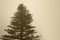 Pine tree with fog in sepia tone