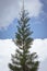 Pine tree in the foreground and blue sky with clouds in the background. Minimalist nature concept