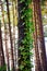 A Pine Tree Foreground and a Virginia Creeper climbing it.