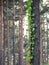 A Pine Tree Foreground and a Virginia Creeper Climbing it.