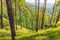 Pine tree forest  Binsar wildlife sanctuary at Almora  Uttarakhand