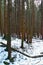 Pine tree forest, colorfull algae cover, fungi