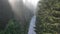 pine tree forest with a curvy country road on a fresh summer morning with mist and fog