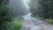 pine tree forest with a curvy country road on a fresh summer morning with mist and fog