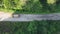 pine tree forest with a curvy country road on a fresh summer morning with mist and fog