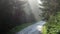 pine tree forest with a curvy country road on a fresh summer morning with mist and fog