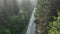 pine tree forest with a curvy country road on a fresh summer morning with mist and fog