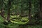 Pine tree forest, fern and moss covered floor, natural atmosphere