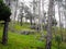 Pine tree forest in the foothills of Mussoorie, a famous tourist destination, Himalayan region of Uttarakhand India