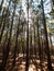 Pine tree forest inside Parque do Rio Vermelho State park in Florianopolis, Brazil