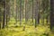 Pine tree forest landscape, Karelia, Russia