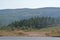 A pine tree forest in the low veld.