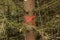 Pine tree in forest marked with red X to be cut down