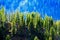 Pine Tree Forest in Mountains on Ridgeline