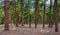 Pine tree forest near Wellington Lake and Buffalo Creek, Colorado