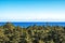 Pine tree forest and ocean