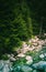 Pine tree forest river flows through the rocks. Beautiful powerful rapid steam of the mountain river flows between pebbles rocks.