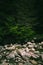 Pine tree forest river flows through the rocks. Beautiful powerful rapid steam of the mountain river flows between pebbles rocks.