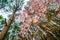 Pine tree forest with sakura flower background