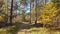 Pine tree forest with a sweet chestnut tree with nice golden colored leaves at autumn