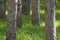 Pine tree forest with tall green grass is tick season in the dee