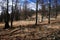 Pine tree forest on the way up to Tovkhon Monastery in early spring, Ovorkhangai Province, Mongolia. UNESCO World Heritage Site.