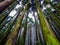 Pine tree forest with white defused fog background at morning from different angle