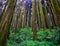 Pine tree forest with white defused fog background at morning from different angle