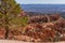 Pine tree framing Bryce Canyon vista