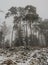 Pine tree with frosty ice in Slovakia Paradise