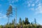 Pine tree generations by a blue sky