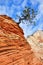 Pine Tree Growing Atop a Sandstone Formation in Zion